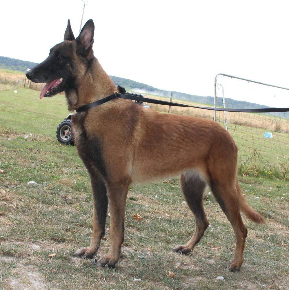 Joy du parc de l'astré