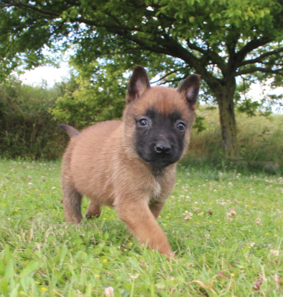 du Paradis des Edelweiss - Chiot disponible  - Berger Belge