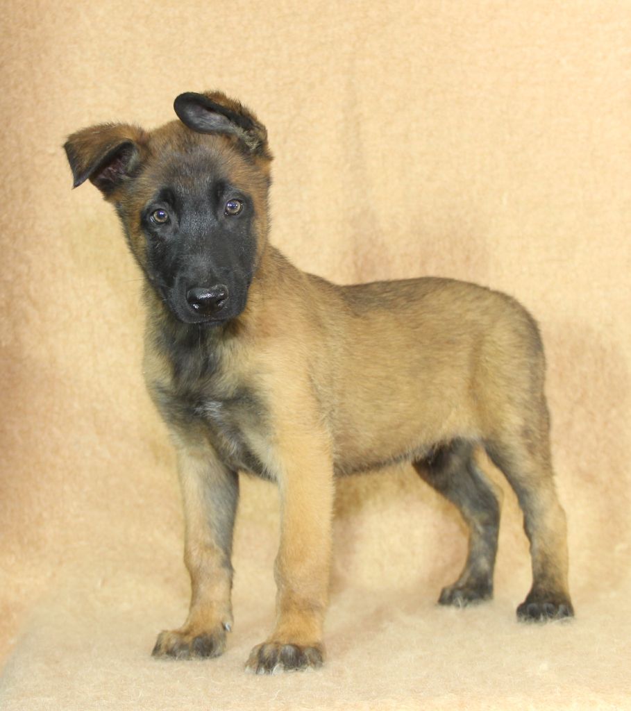 du Paradis des Edelweiss - Chiot disponible  - Berger Belge