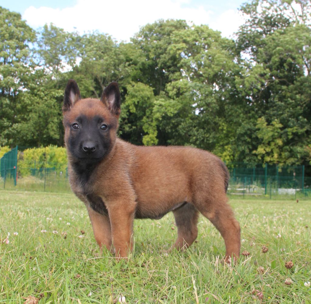 du Paradis des Edelweiss - Chiot disponible  - Berger Belge