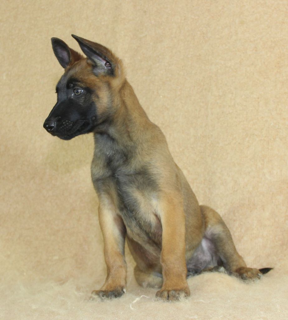 du Paradis des Edelweiss - Chiot disponible  - Berger Belge