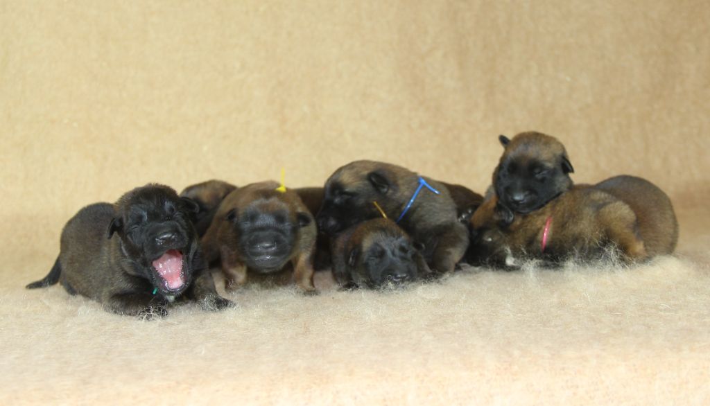 chiot Berger Belge du Paradis des Edelweiss