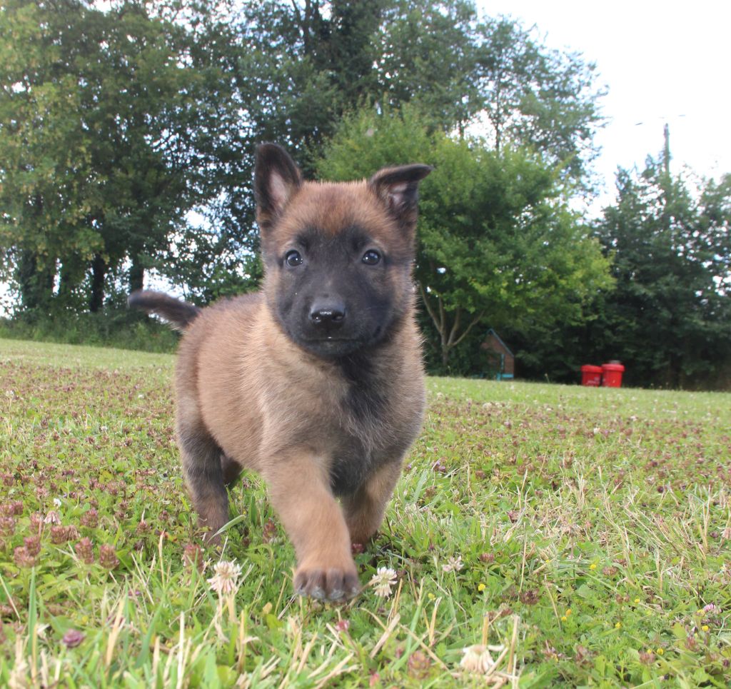 du Paradis des Edelweiss - Chiot disponible  - Berger Belge