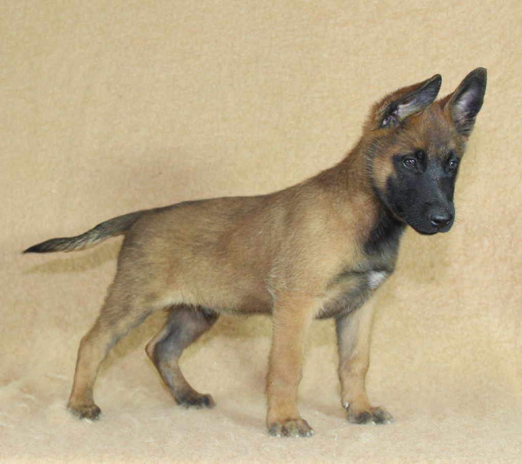 du Paradis des Edelweiss - Chiot disponible  - Berger Belge