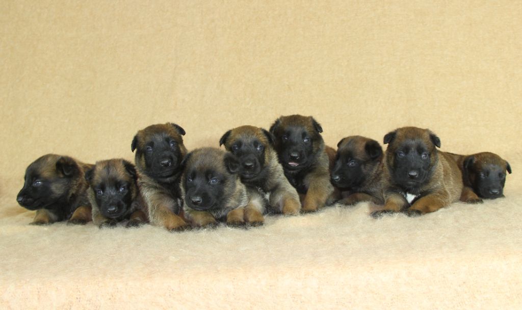 chiot Berger Belge du Paradis des Edelweiss