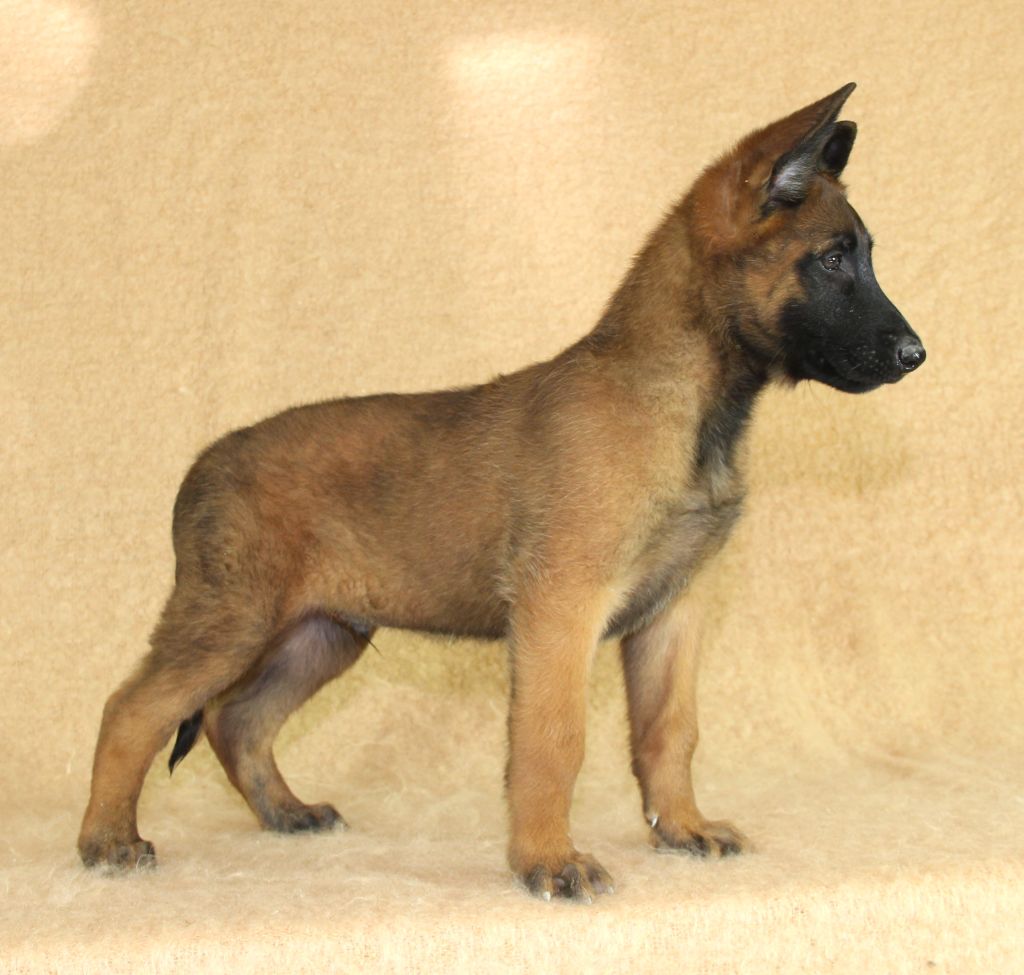 du Paradis des Edelweiss - Chiot disponible  - Berger Belge