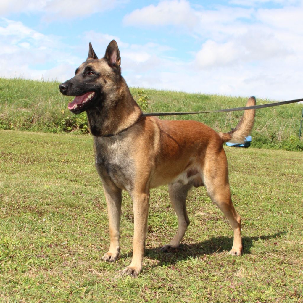Titan de la vallée du grand loup