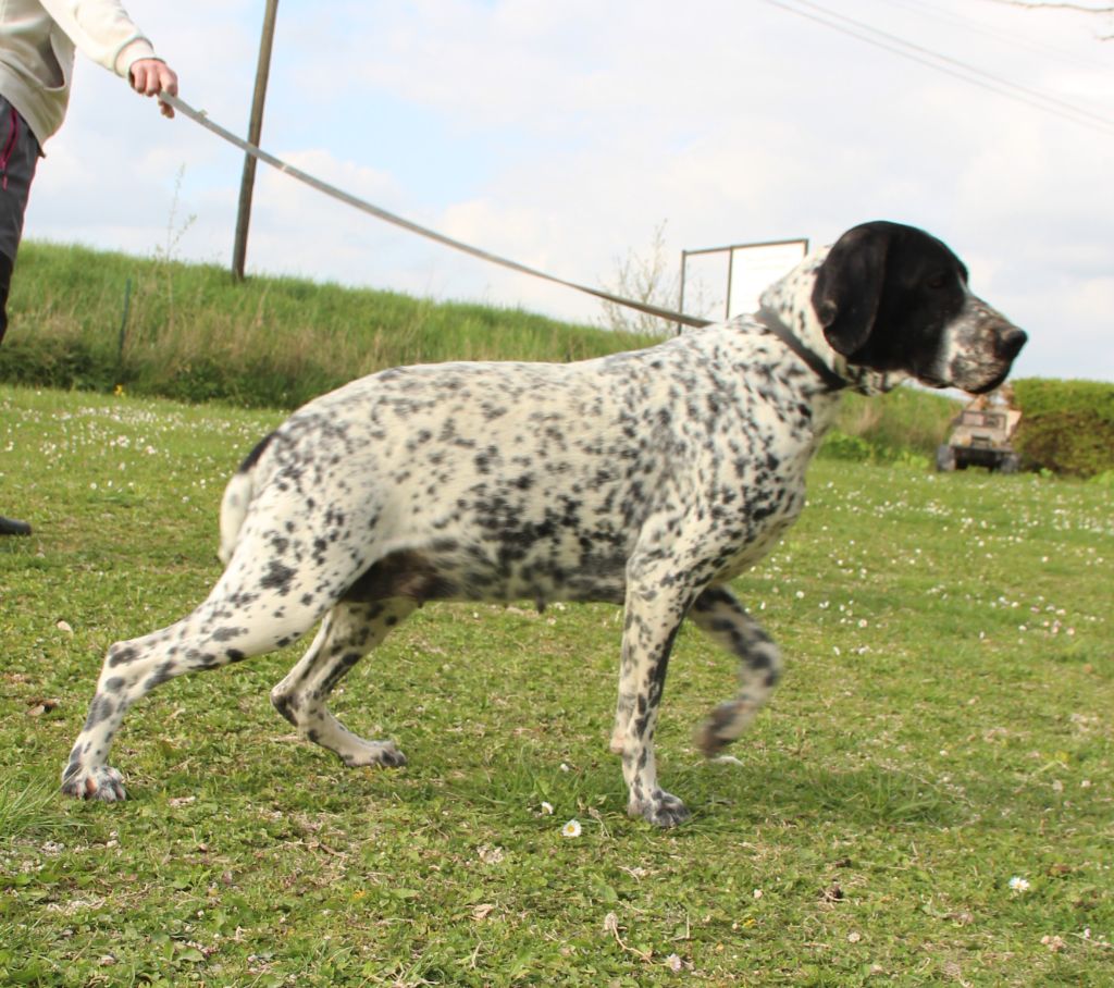 Tic du Paradis des Edelweiss
