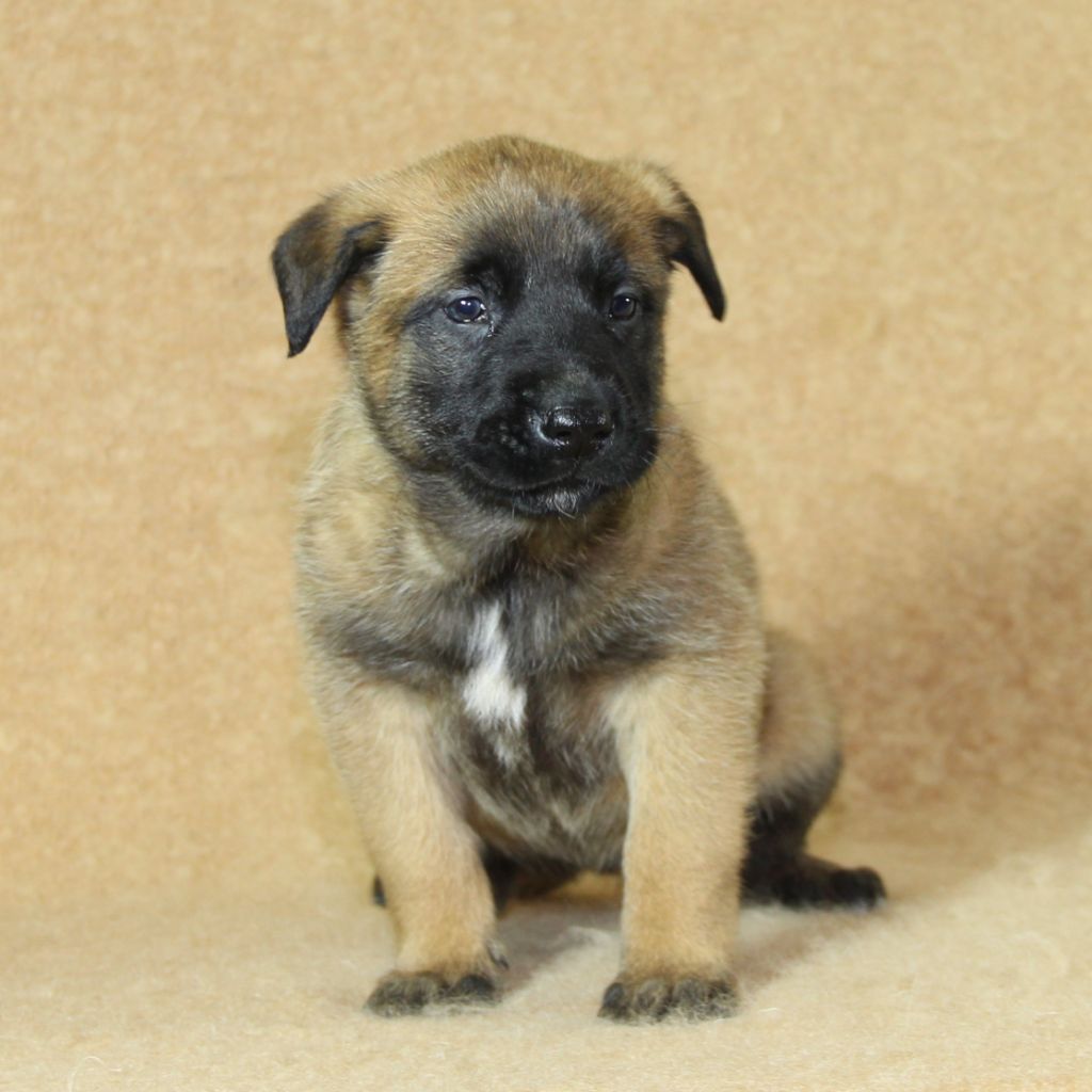 du Paradis des Edelweiss - Chiots disponibles - Berger Belge