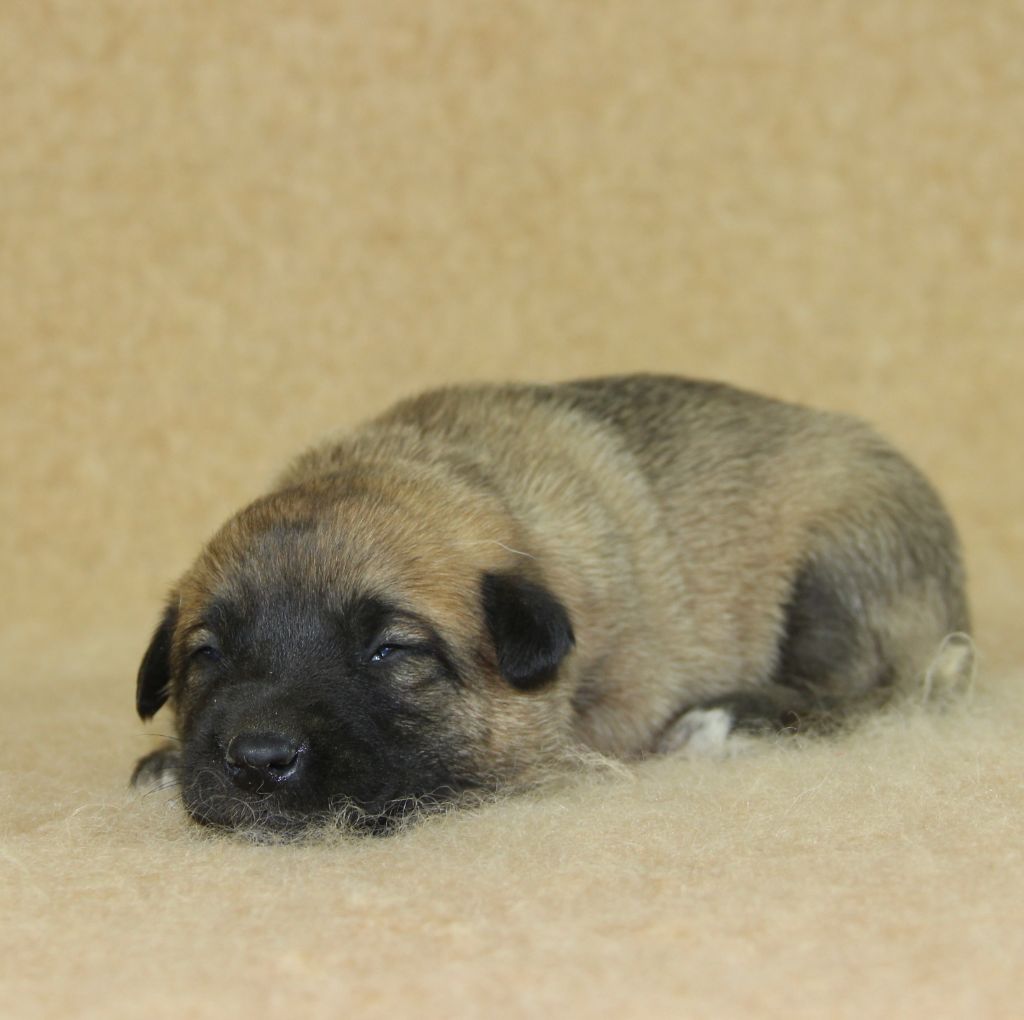 du Paradis des Edelweiss - Chiots disponibles - Berger Belge
