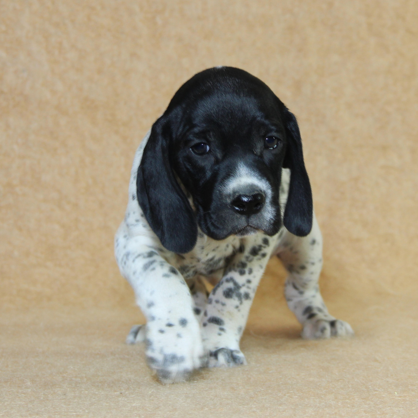 du Paradis des Edelweiss - Chiots disponibles - Braque d'Auvergne