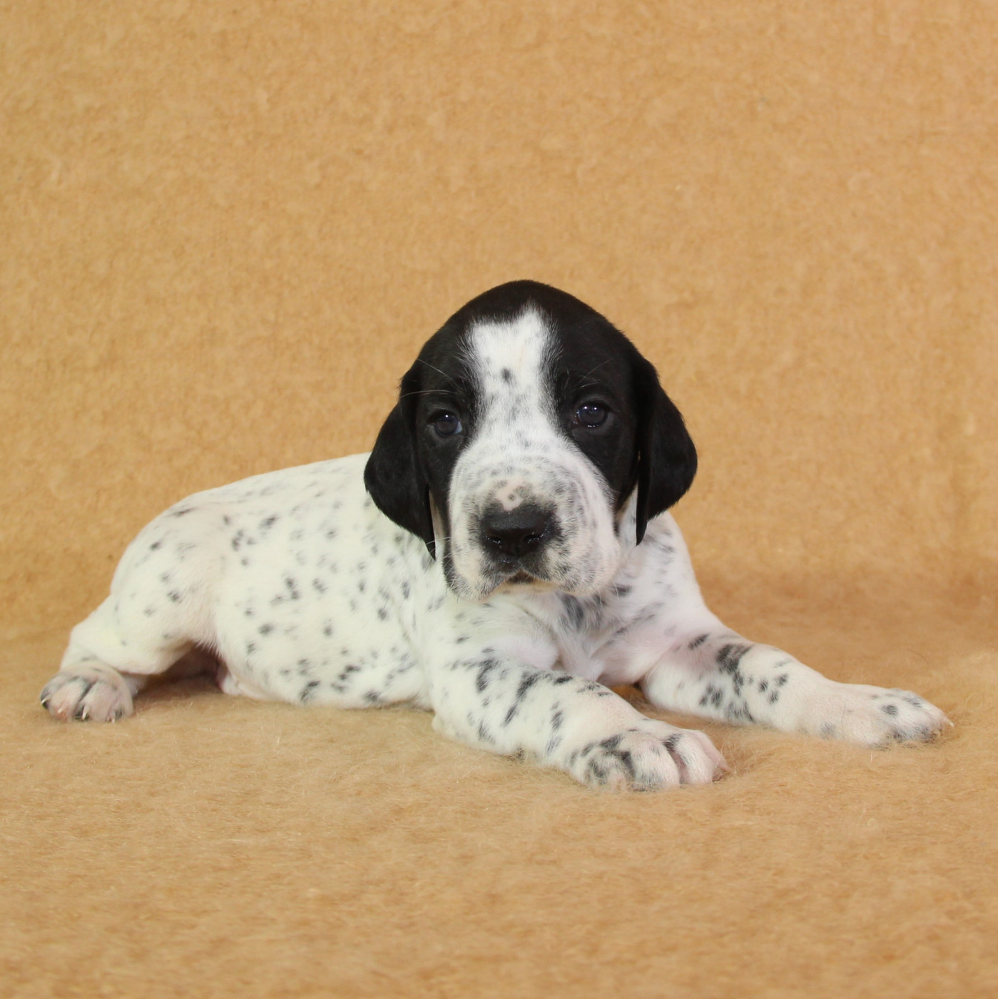 du Paradis des Edelweiss - Chiots disponibles - Braque d'Auvergne