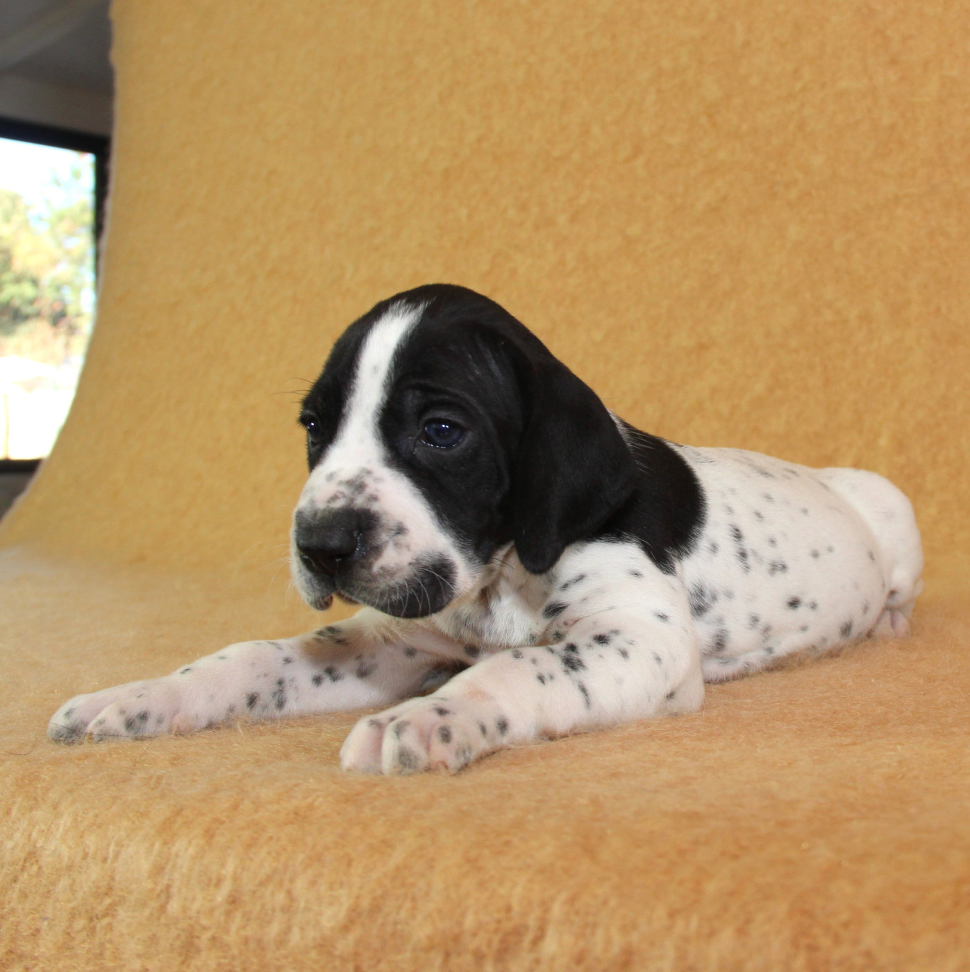 du Paradis des Edelweiss - Chiots disponibles - Braque d'Auvergne