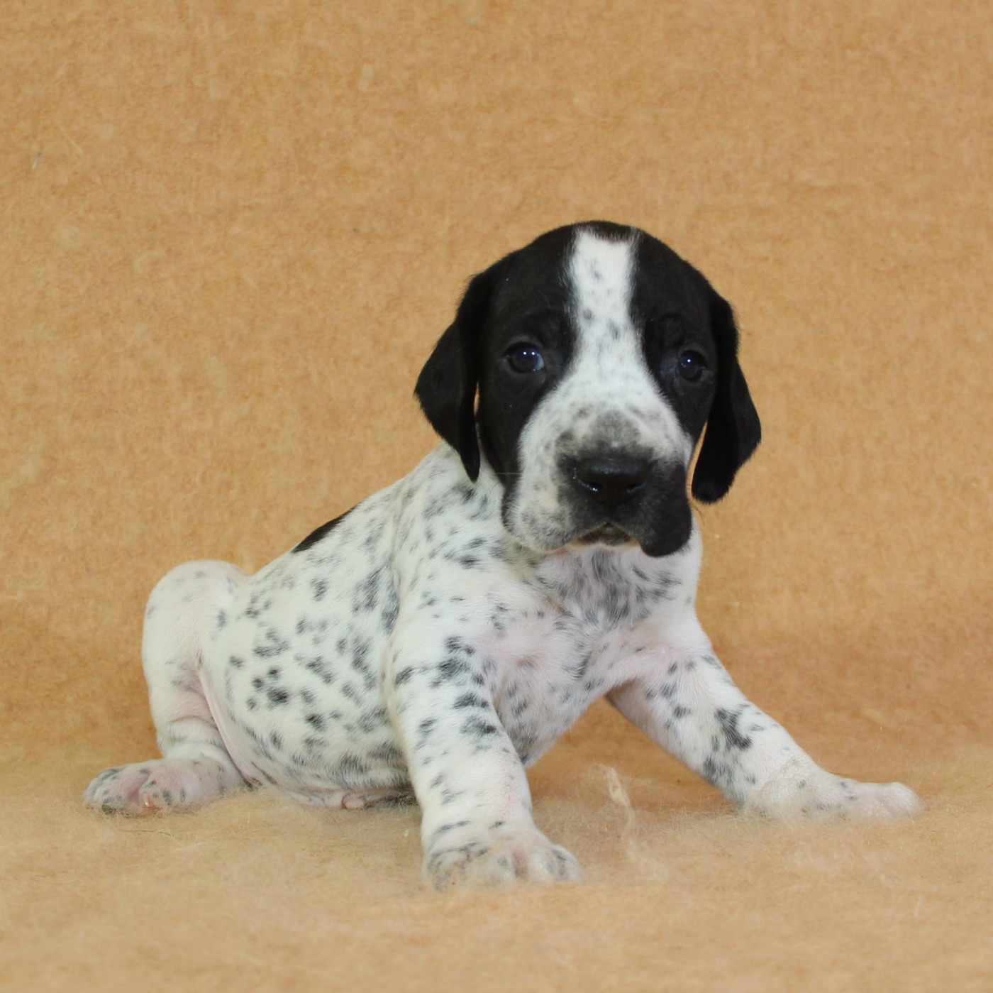 du Paradis des Edelweiss - Chiots disponibles - Braque d'Auvergne