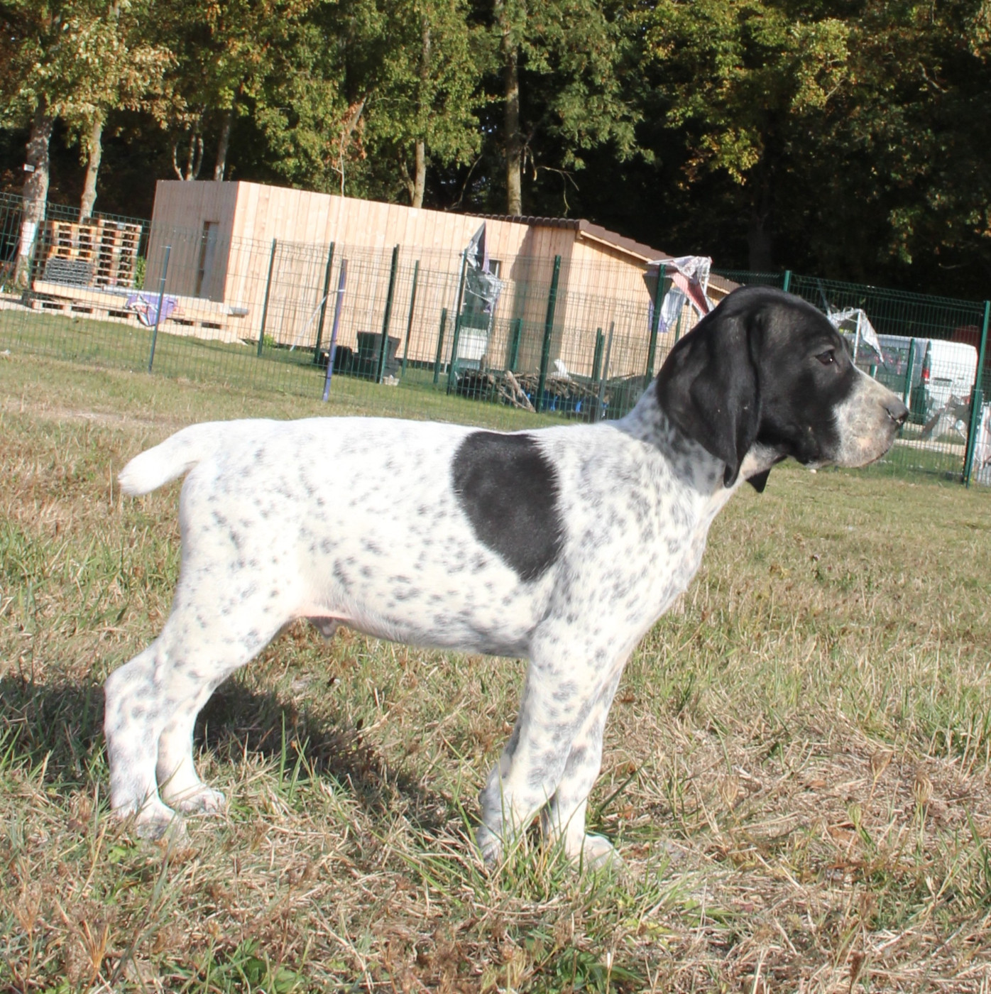 du Paradis des Edelweiss - Chiots disponibles - Braque d'Auvergne