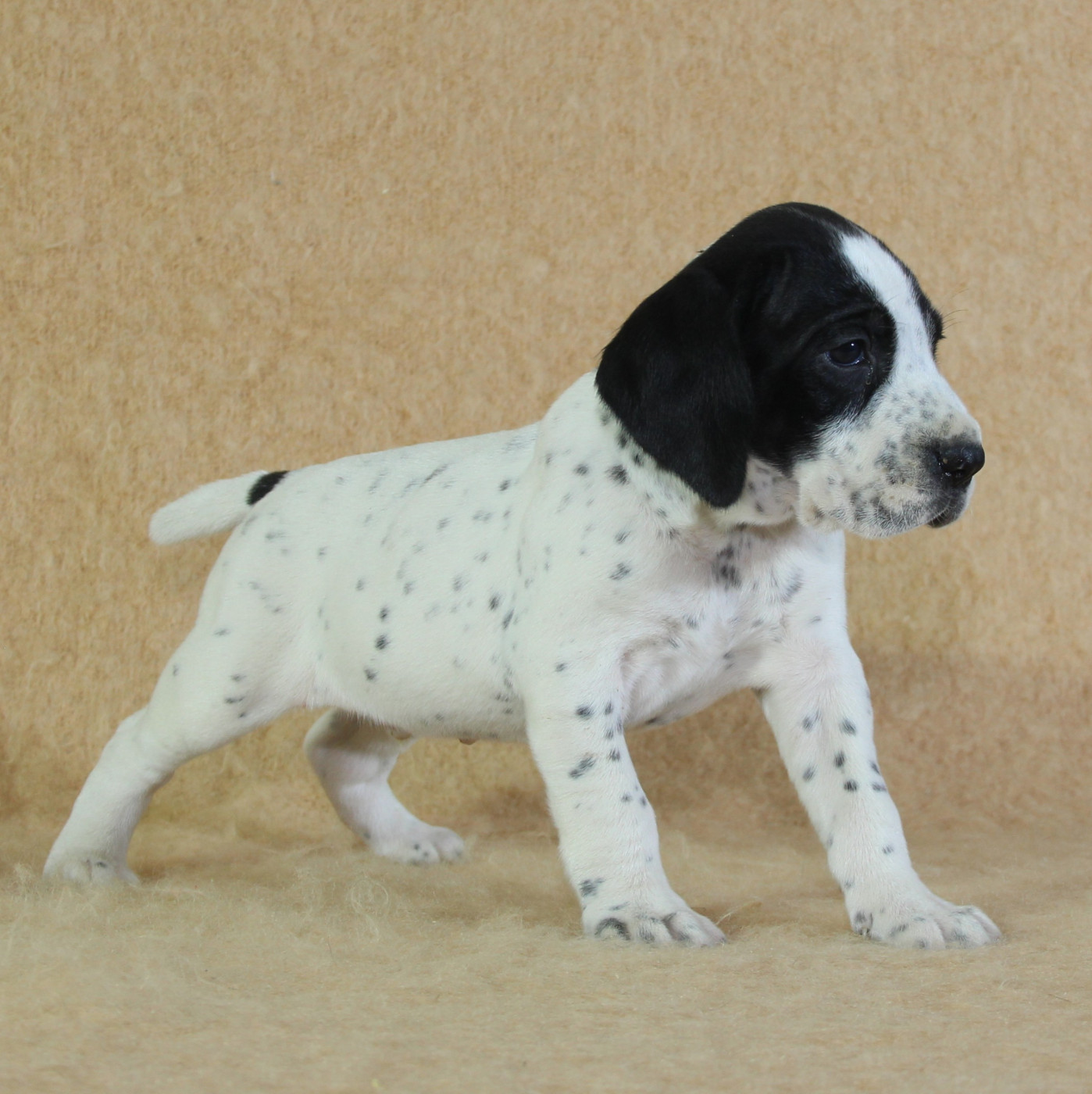 du Paradis des Edelweiss - Chiots disponibles - Braque d'Auvergne