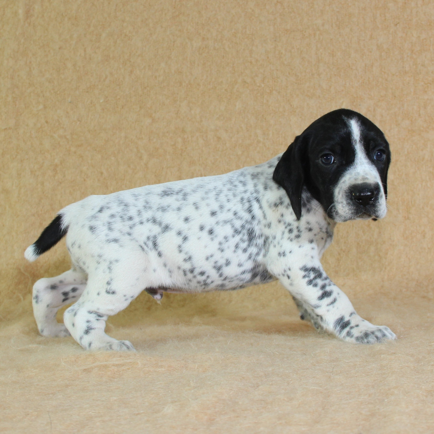 du Paradis des Edelweiss - Chiots disponibles - Braque d'Auvergne