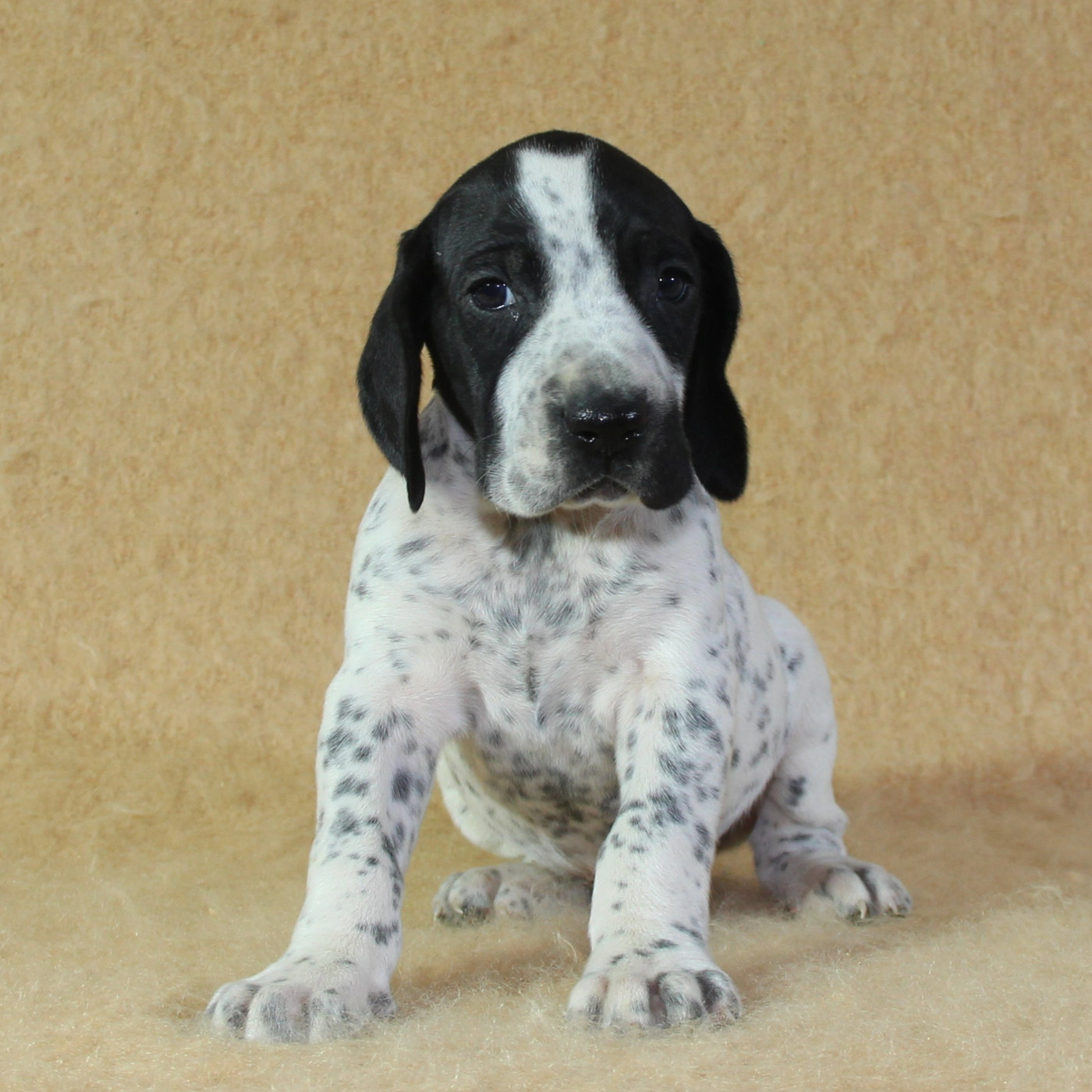 du Paradis des Edelweiss - Chiots disponibles - Braque d'Auvergne