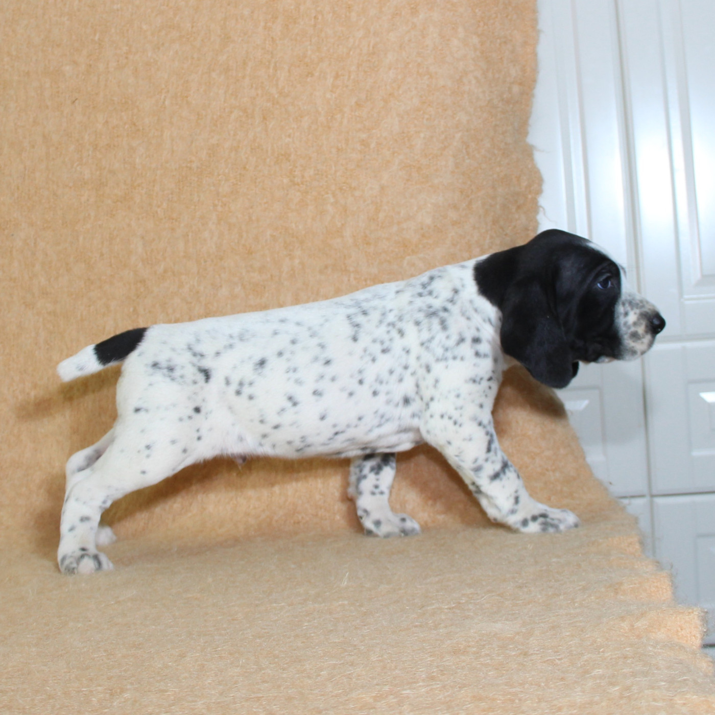 du Paradis des Edelweiss - Chiots disponibles - Braque d'Auvergne