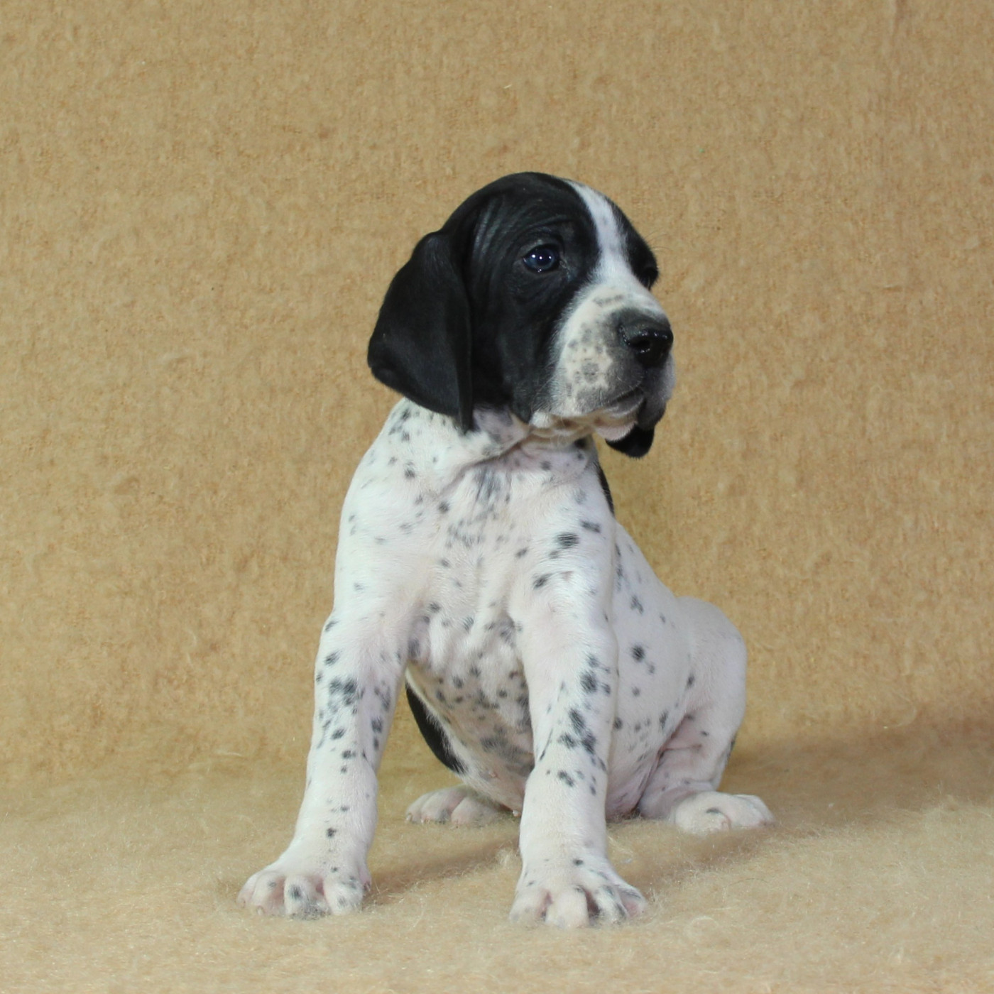 du Paradis des Edelweiss - Chiots disponibles - Braque d'Auvergne