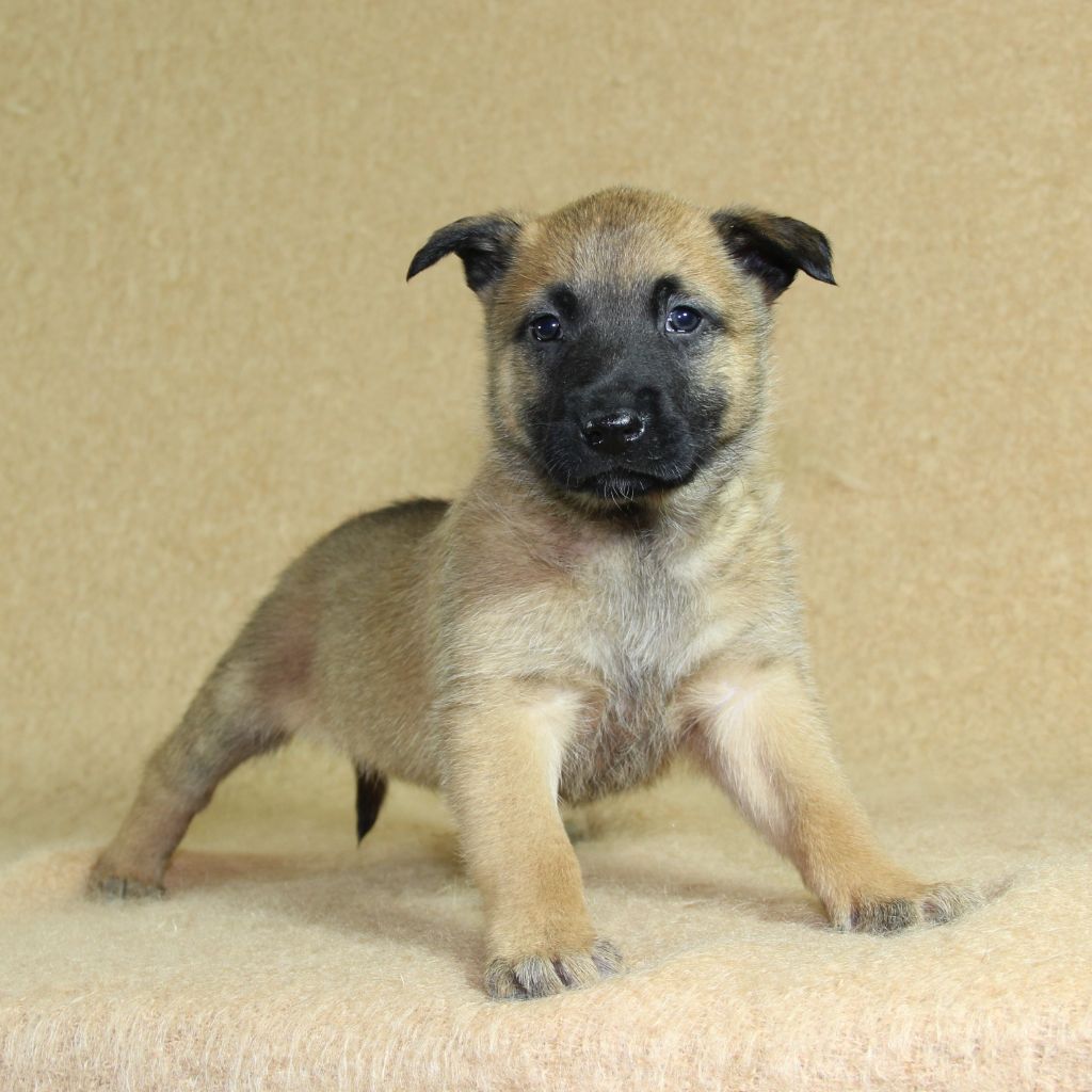 du Paradis des Edelweiss - Chiots disponibles - Berger Belge