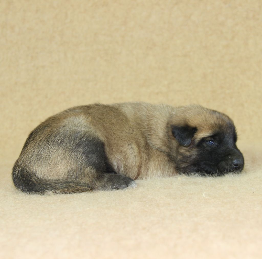 du Paradis des Edelweiss - Chiots disponibles - Berger Belge