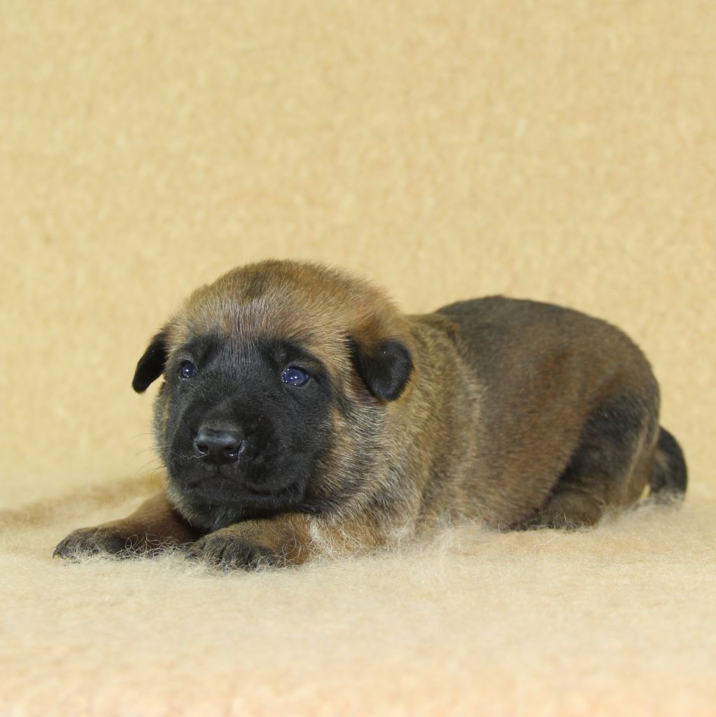 du Paradis des Edelweiss - Chiots disponibles - Berger Belge