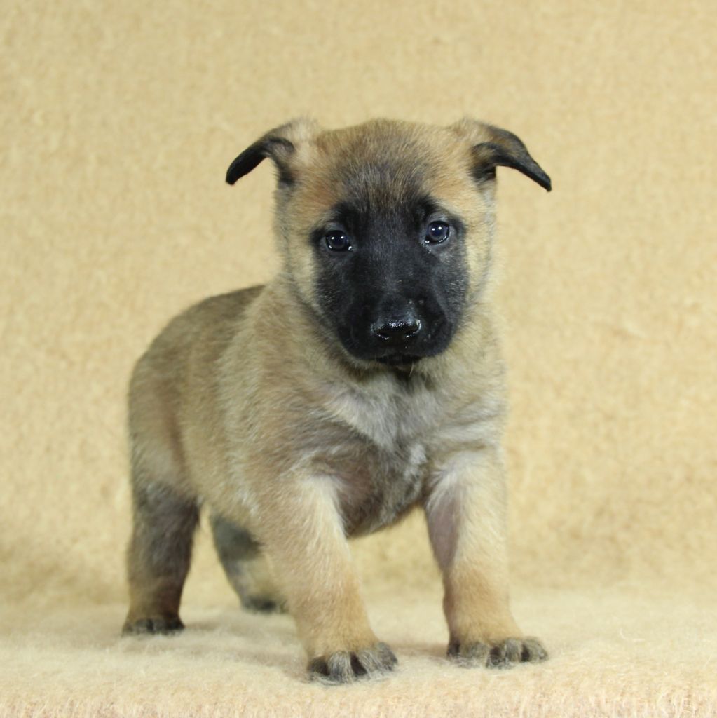 du Paradis des Edelweiss - Chiots disponibles - Berger Belge