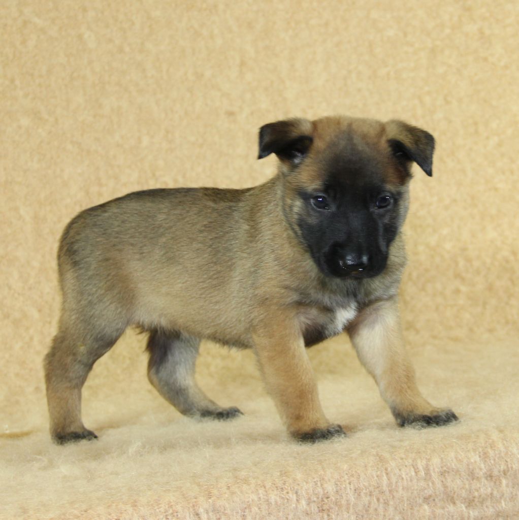du Paradis des Edelweiss - Chiots disponibles - Berger Belge