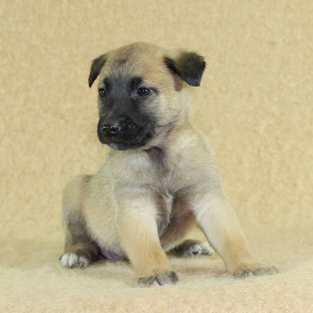 du Paradis des Edelweiss - Chiots disponibles - Berger Belge