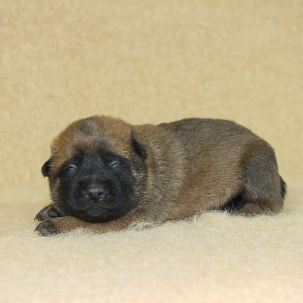 du Paradis des Edelweiss - Chiots disponibles - Berger Belge