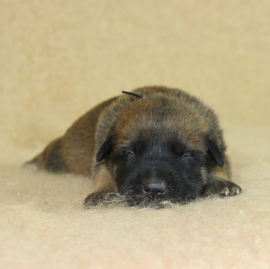 du Paradis des Edelweiss - Chiots disponibles - Berger Belge