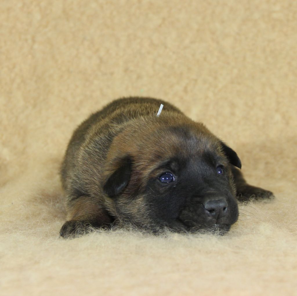 du Paradis des Edelweiss - Chiots disponibles - Berger Belge