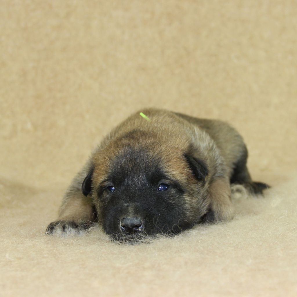 du Paradis des Edelweiss - Chiots disponibles - Berger Belge