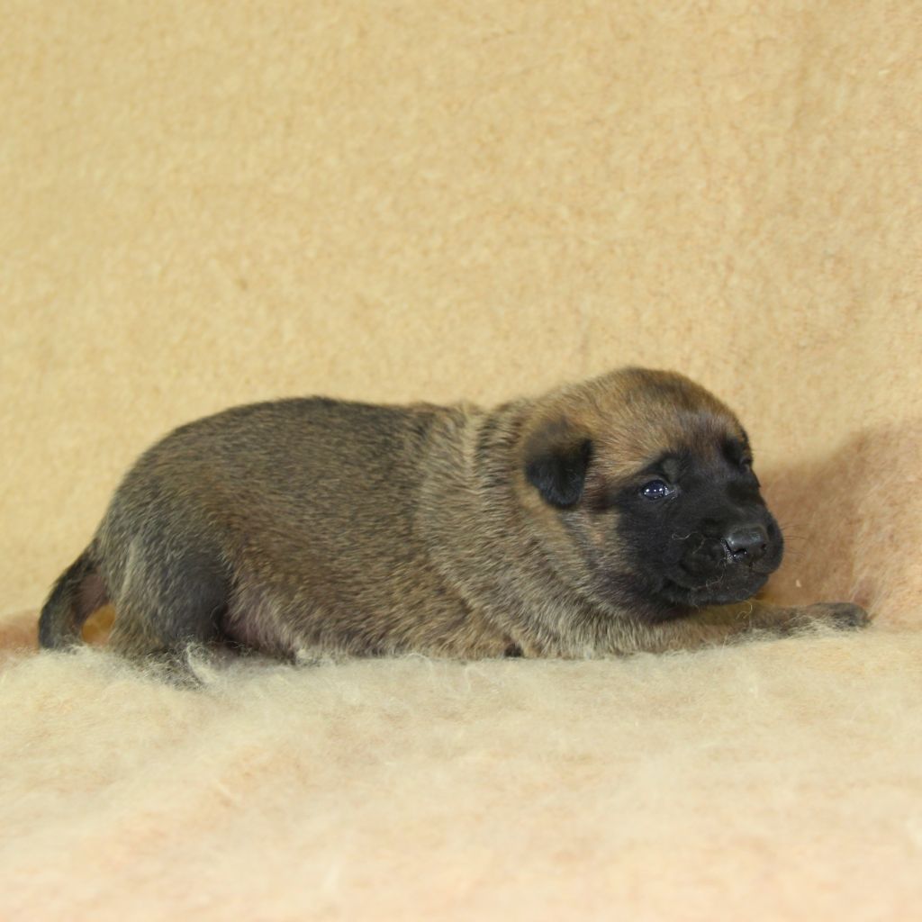 du Paradis des Edelweiss - Chiots disponibles - Berger Belge