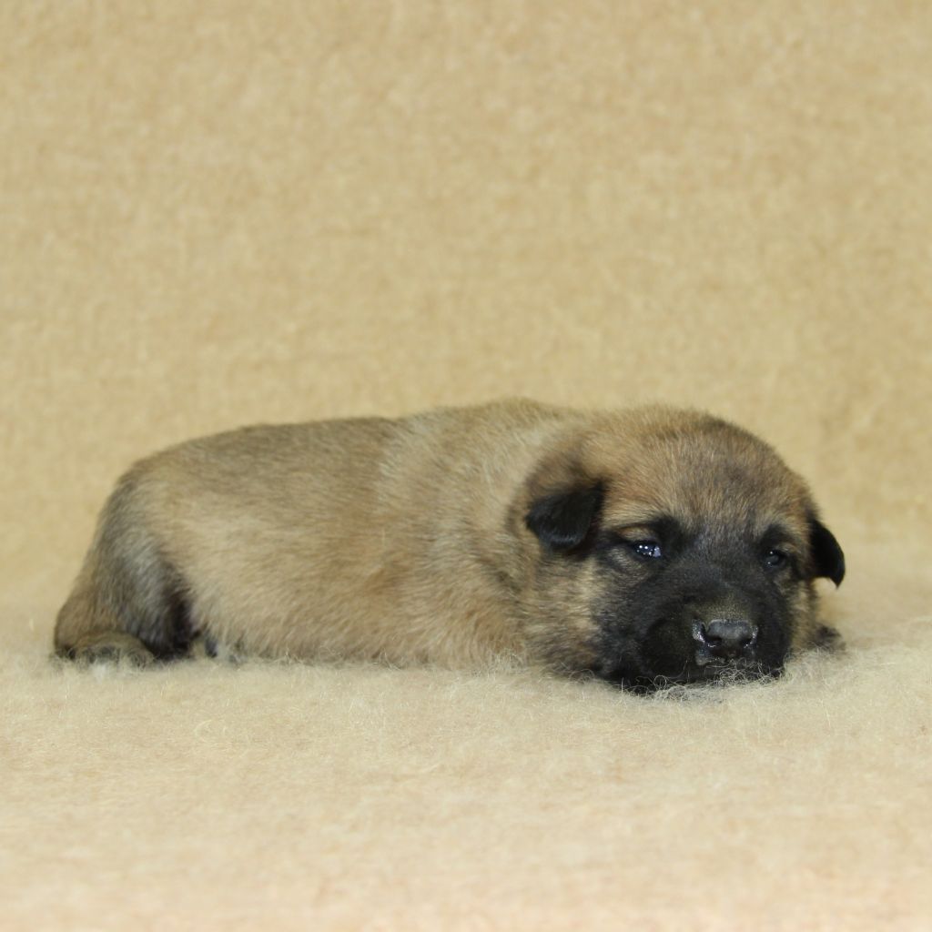 du Paradis des Edelweiss - Chiots disponibles - Berger Belge