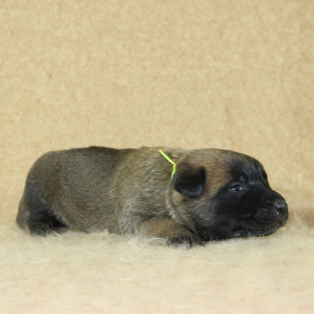 du Paradis des Edelweiss - Chiots disponibles - Berger Belge