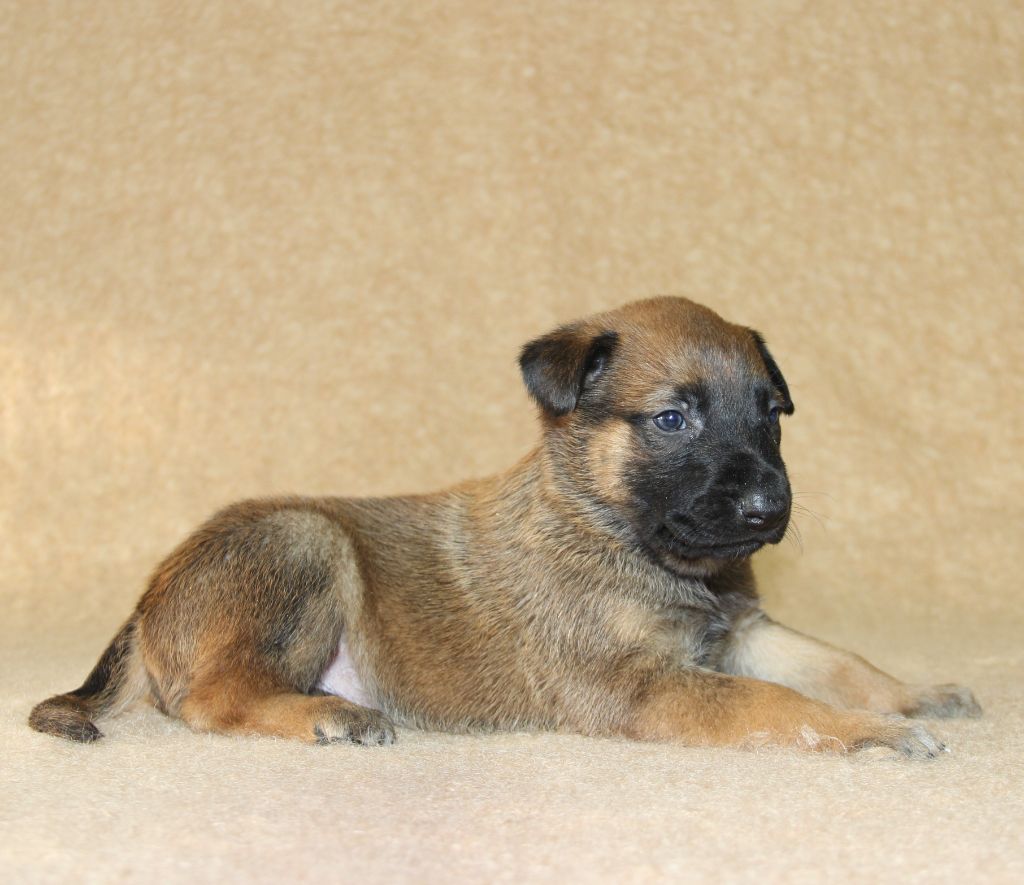 du Paradis des Edelweiss - Chiots disponibles - Berger Belge