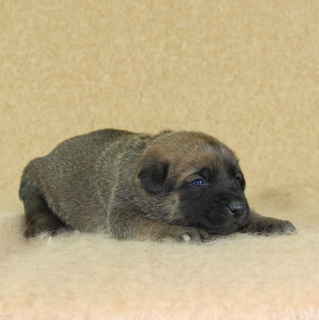 du Paradis des Edelweiss - Chiots disponibles - Berger Belge