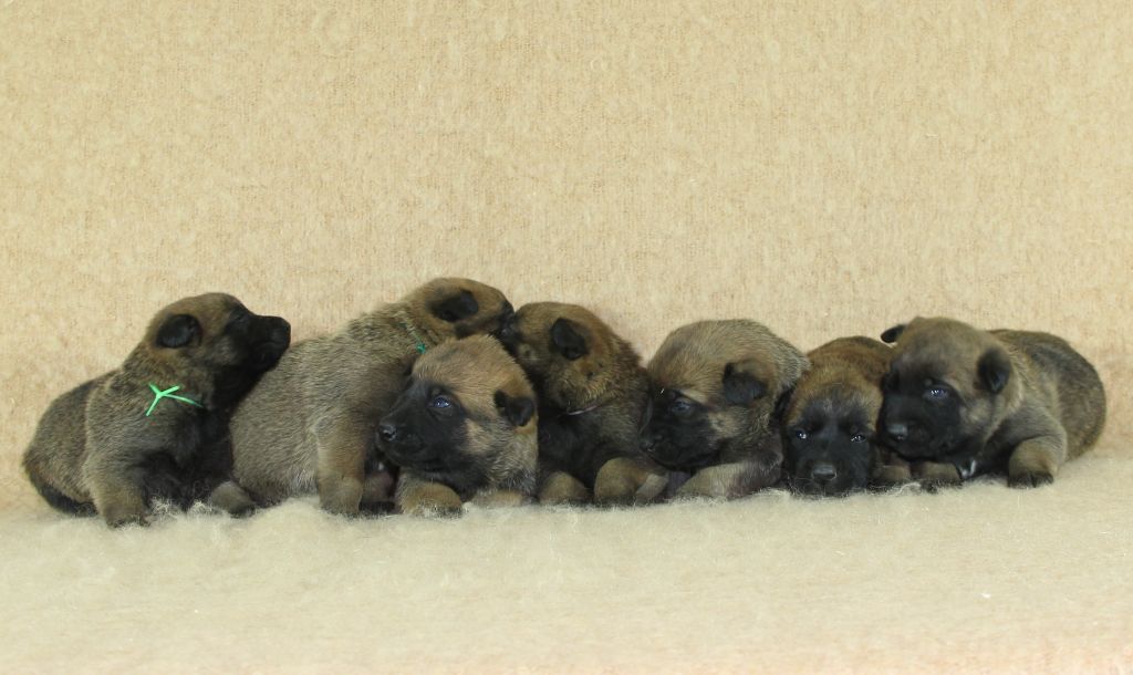 Chiot Berger Belge du Paradis des Edelweiss