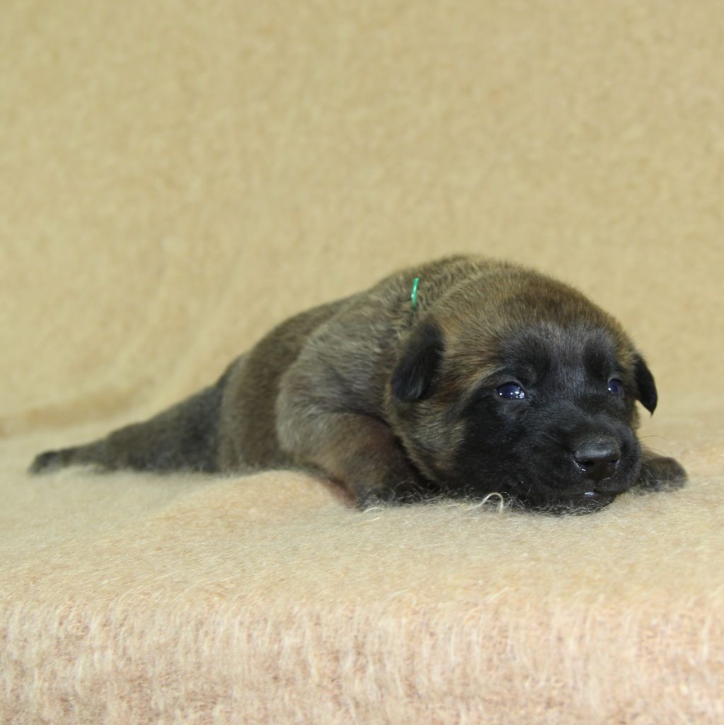du Paradis des Edelweiss - Chiots disponibles - Berger Belge