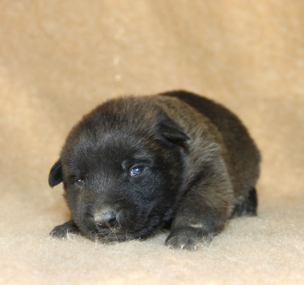 du Paradis des Edelweiss - Chiots disponibles - Berger Belge