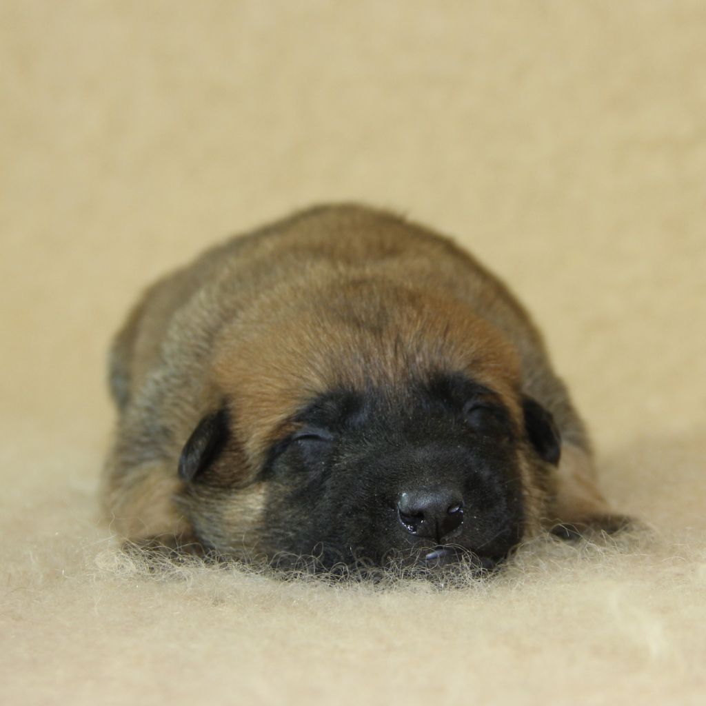 du Paradis des Edelweiss - Chiots disponibles - Berger Belge