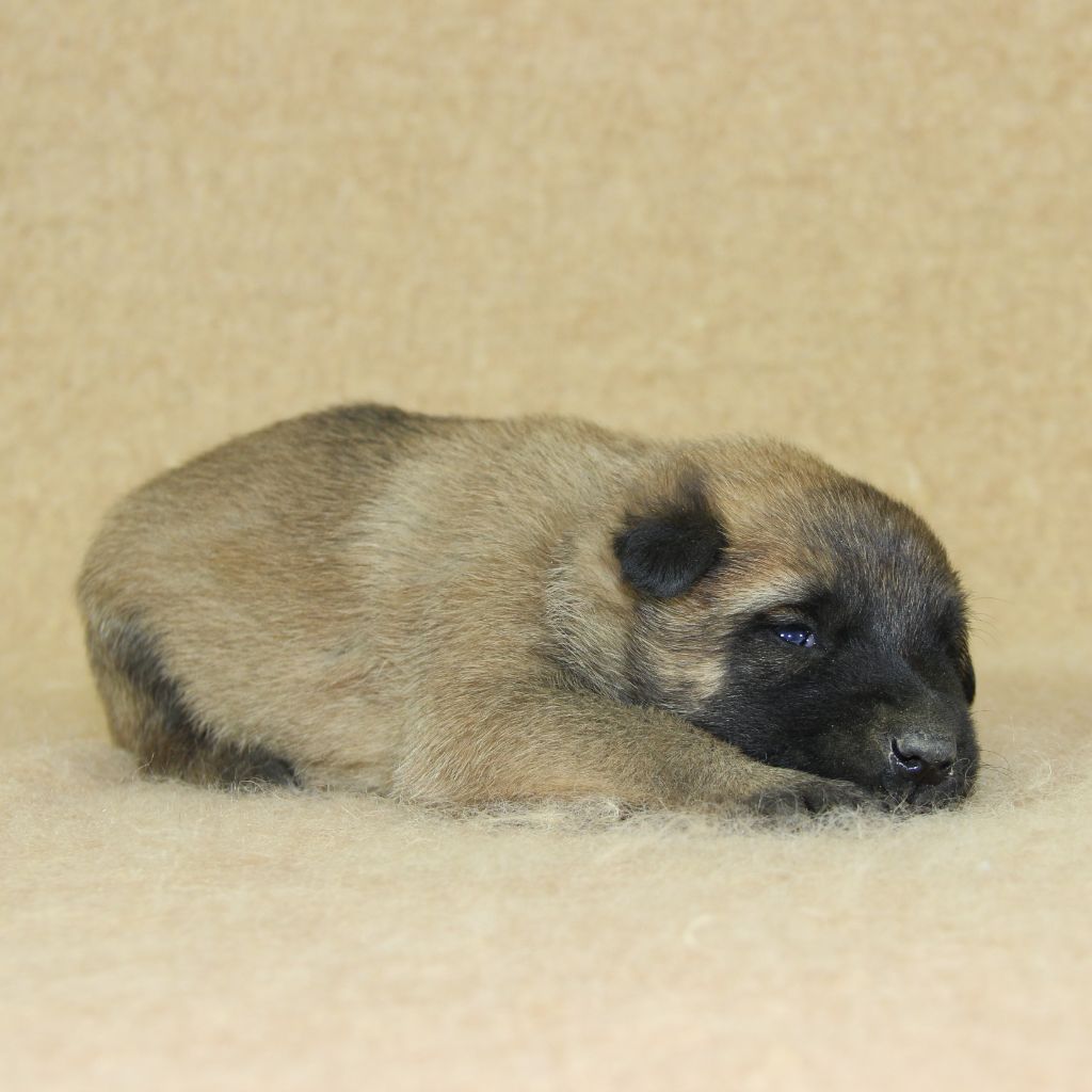 du Paradis des Edelweiss - Chiots disponibles - Berger Belge