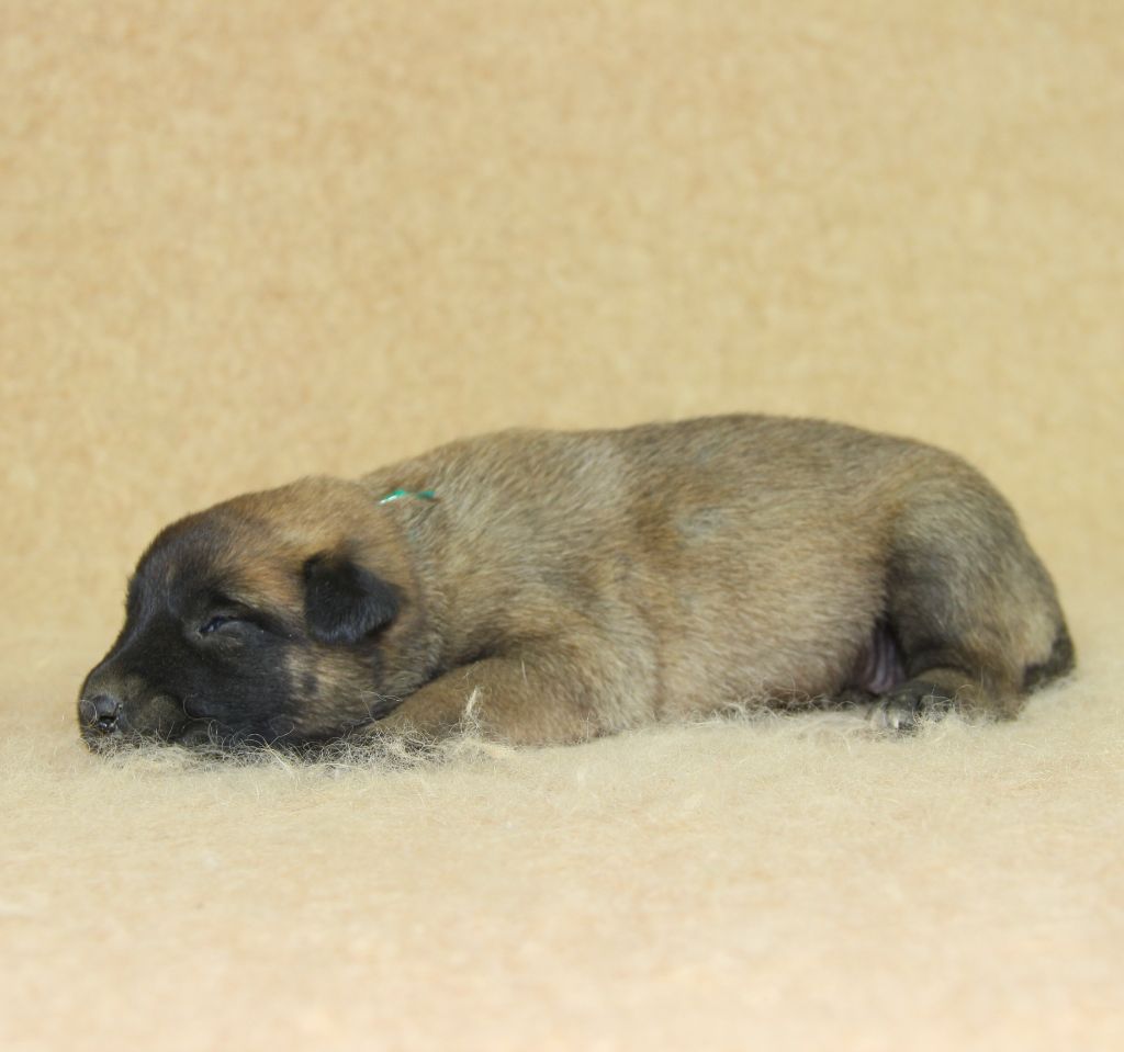 du Paradis des Edelweiss - Chiots disponibles - Berger Belge